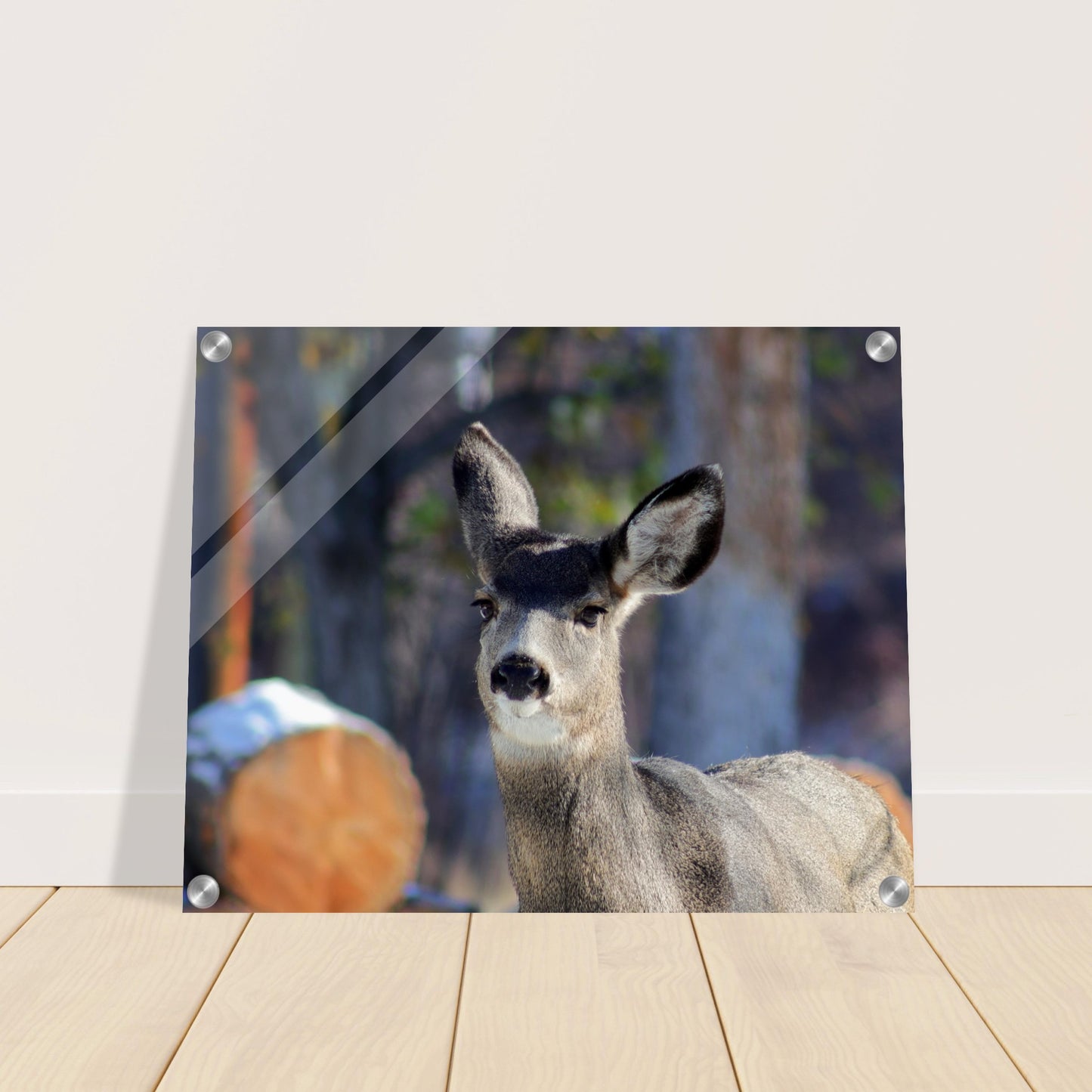 Deer - Acrylic Print