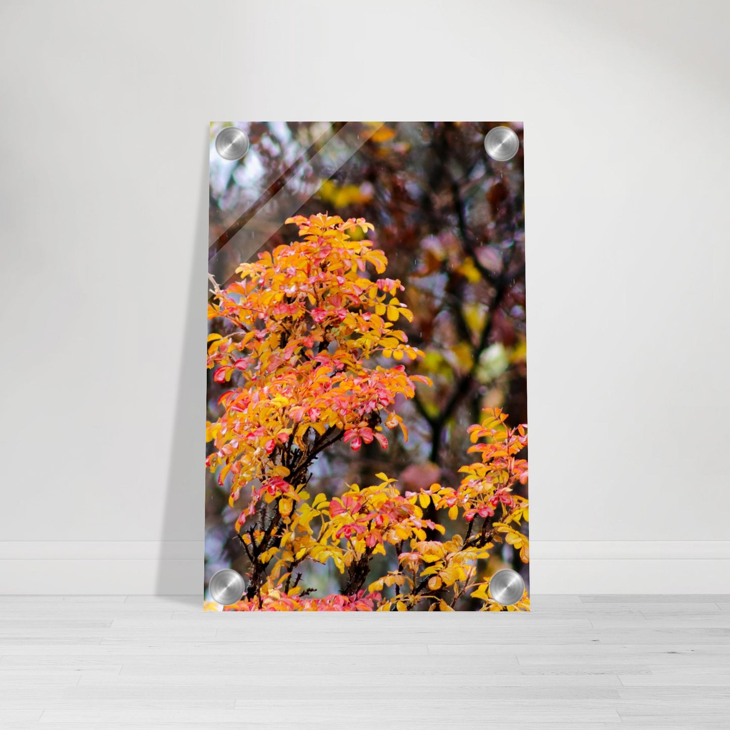 Fall Colors - Acrylic Print