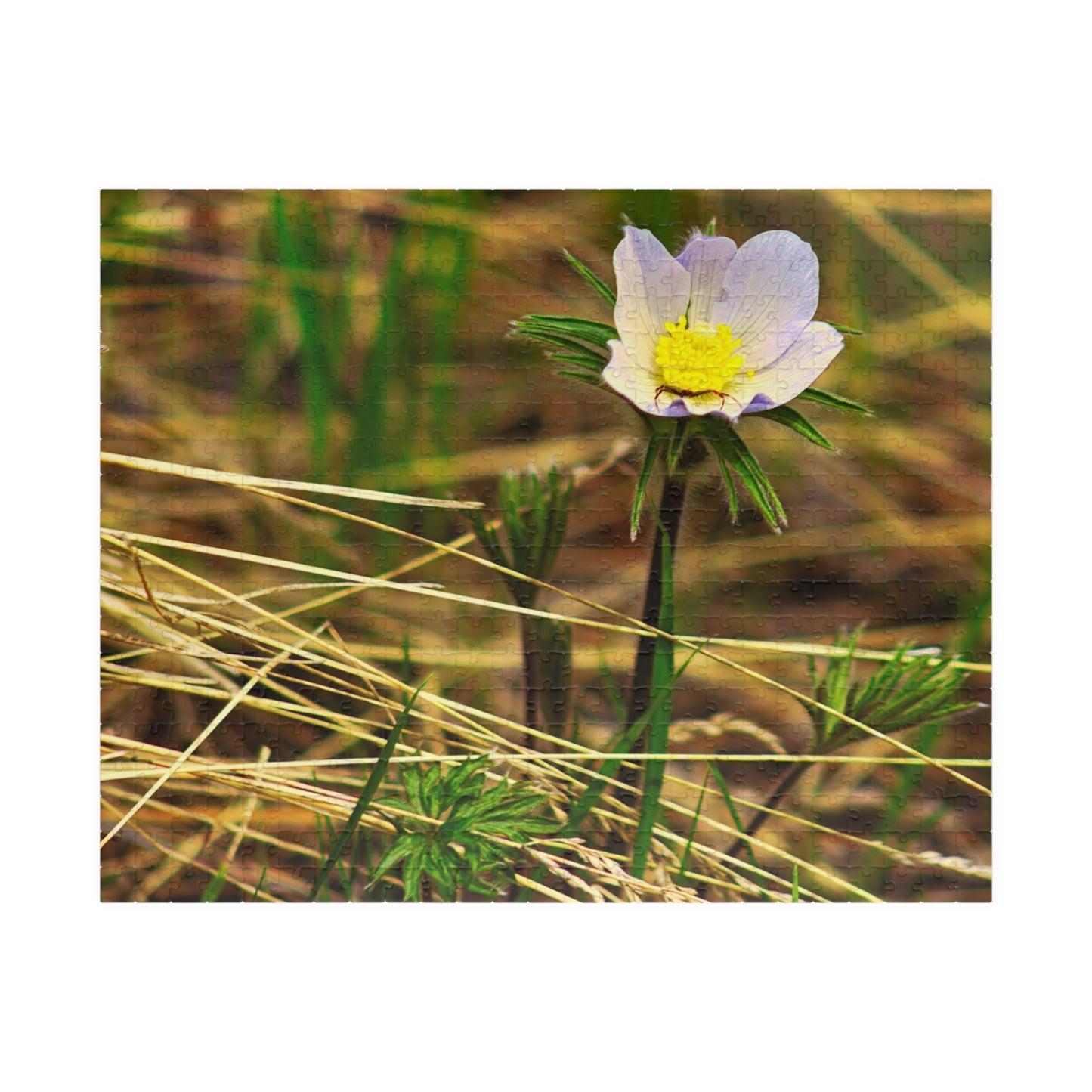 Spider on Flower - Puzzle