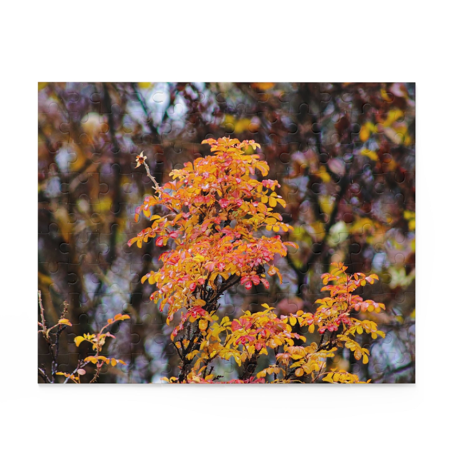 Fall Colors - Puzzle