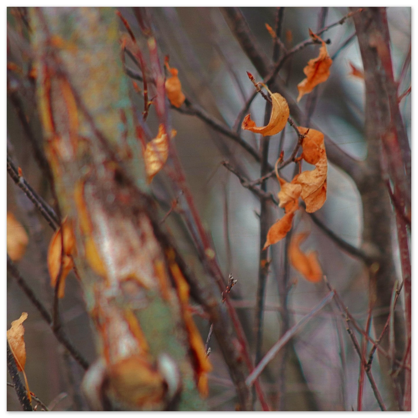 Floating Leaves - Wood Prints