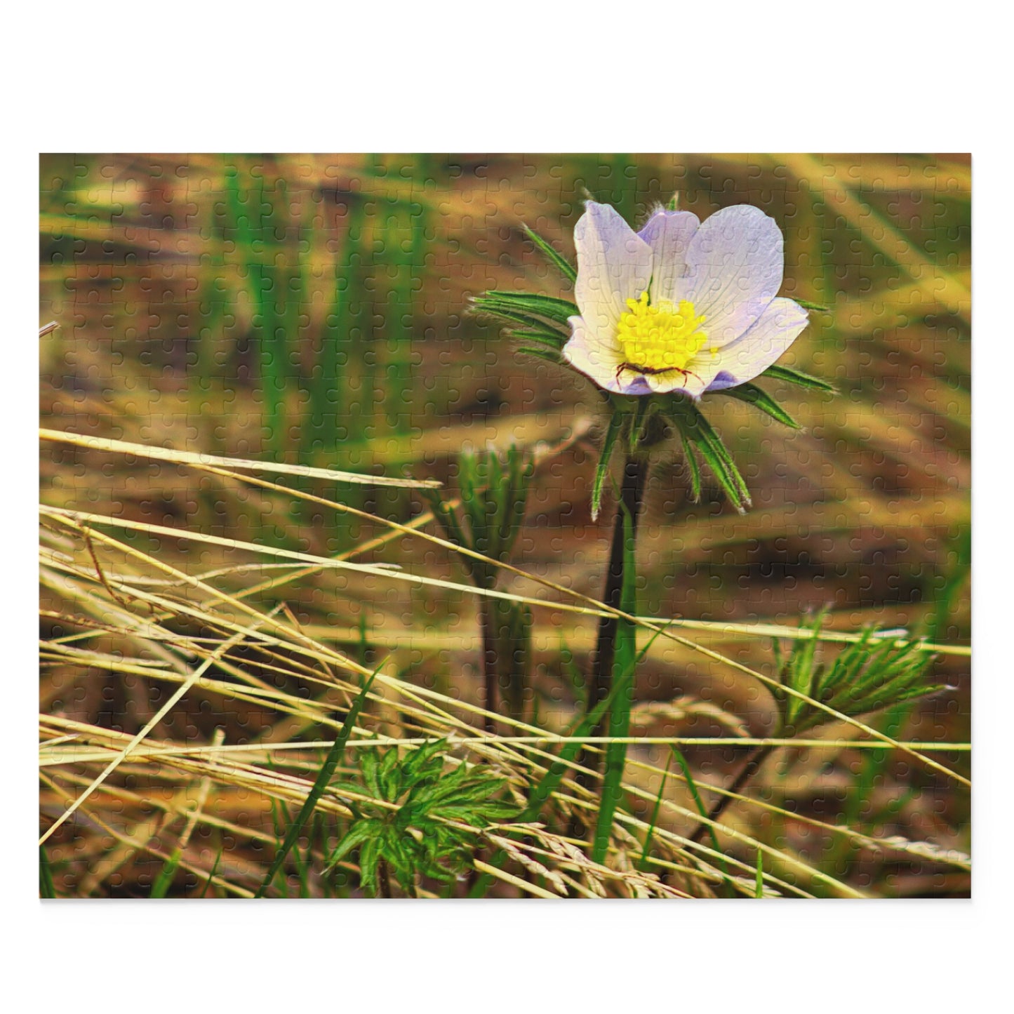 Spider On Flower - Puzzle