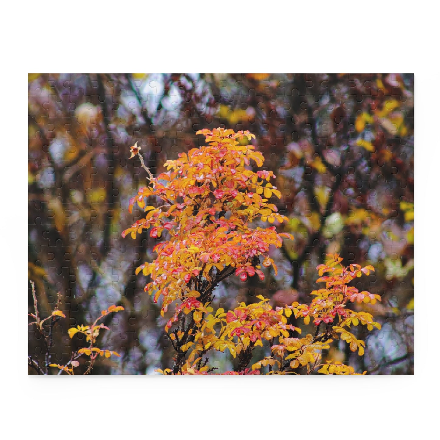 Fall Colors - Puzzle