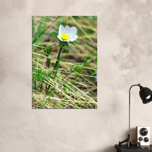 Spider on flower - Acrylic Print