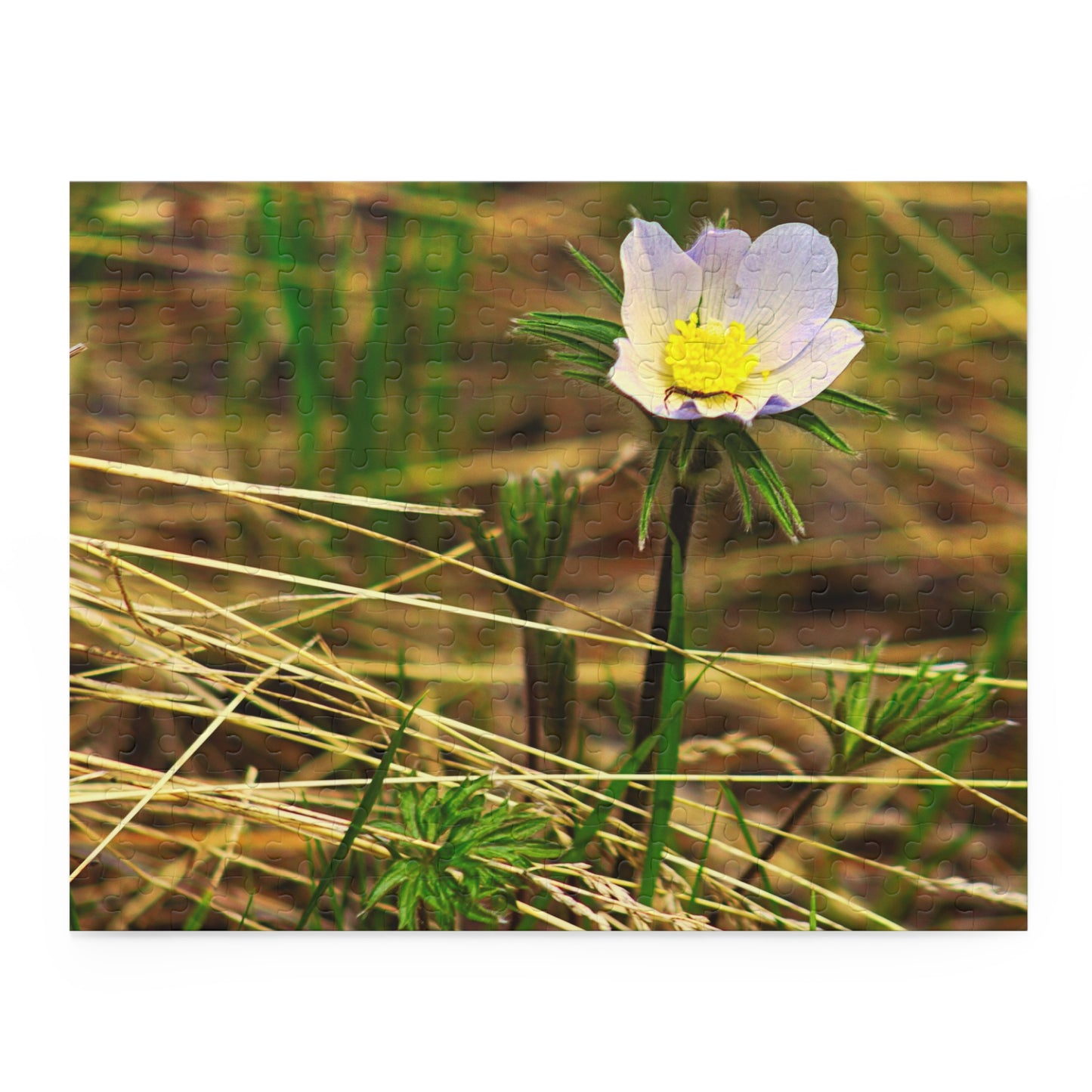 Spider On Flower - Puzzle