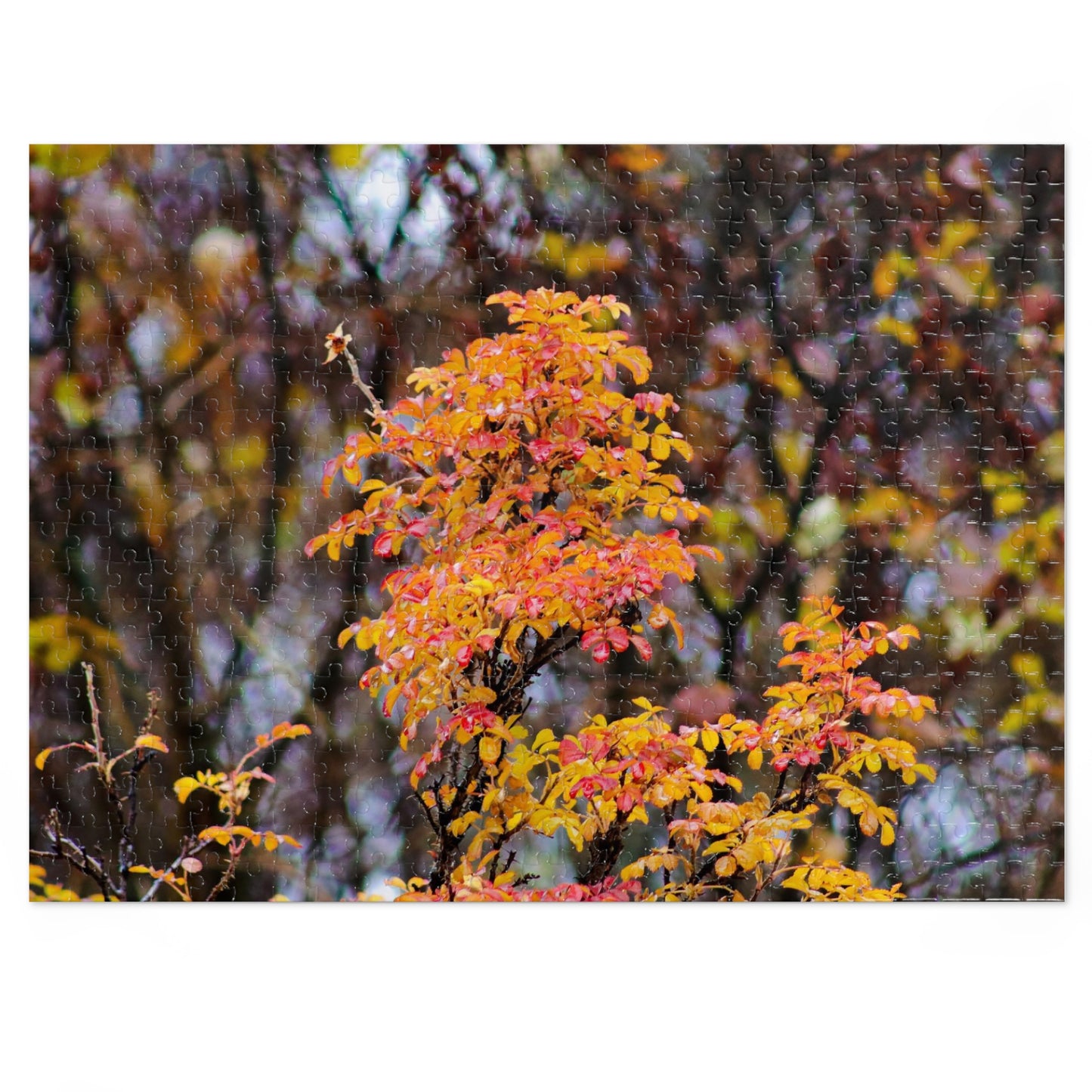 Fall Colors - Puzzle