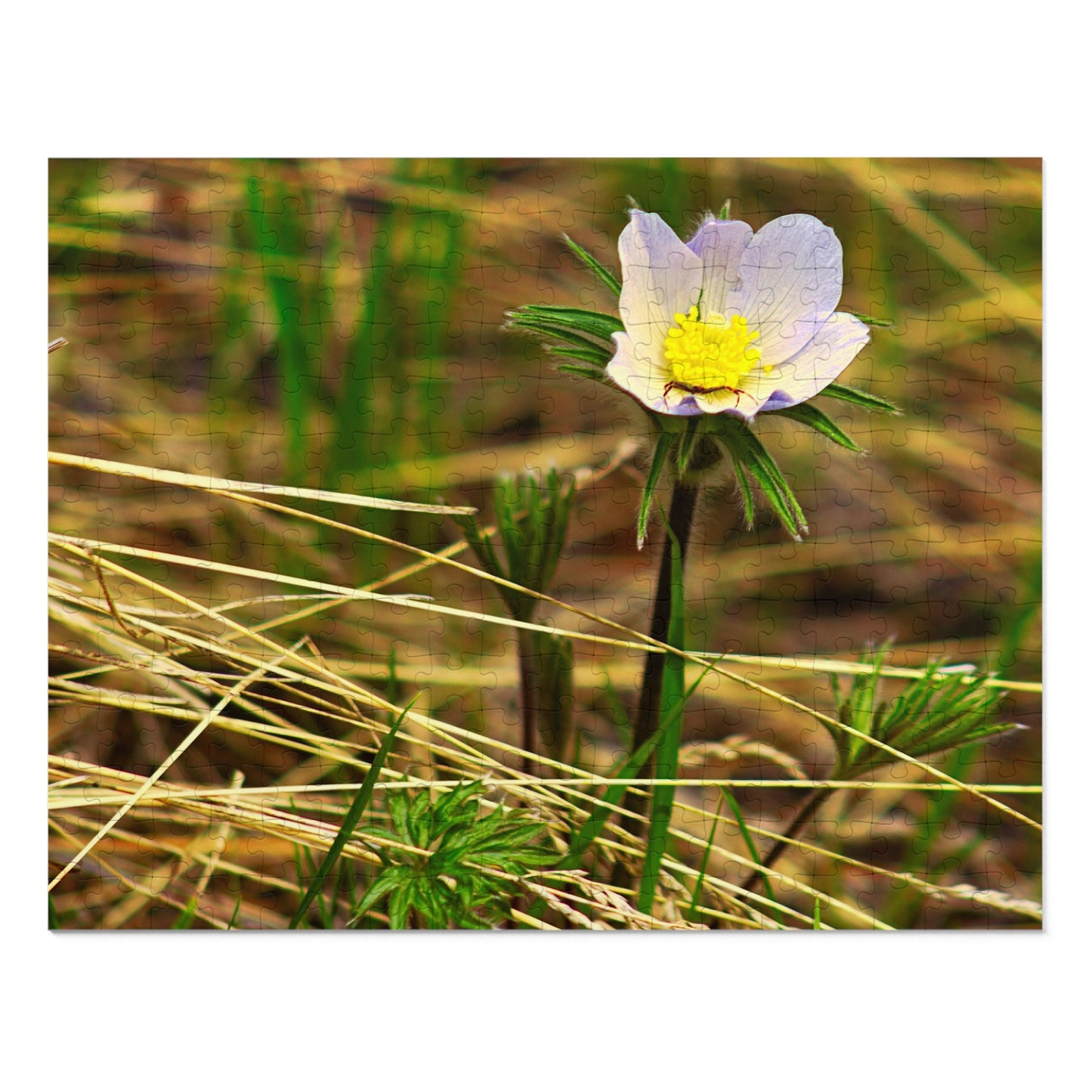 Spider On Flower - Puzzle