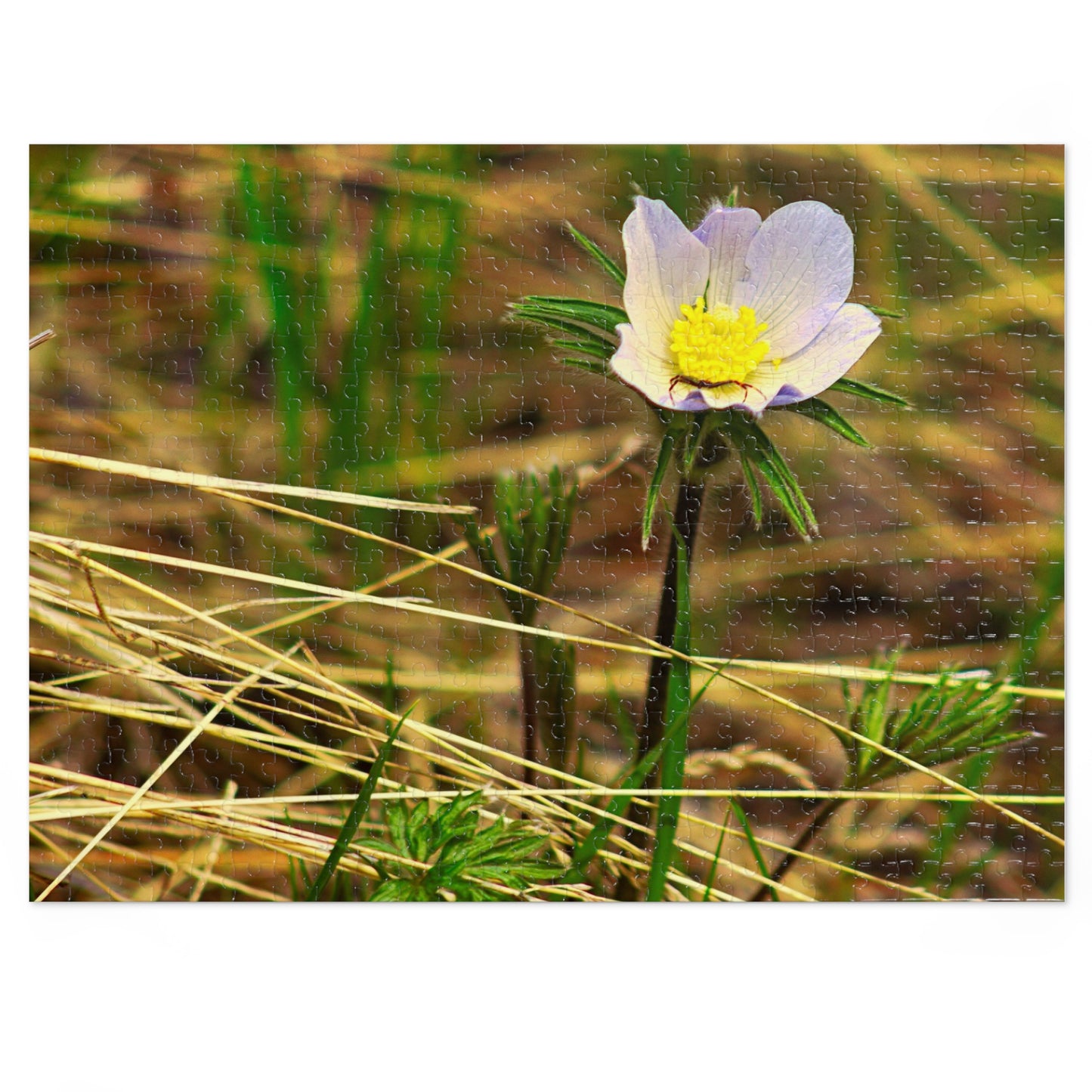 Spider On Flower - Puzzle