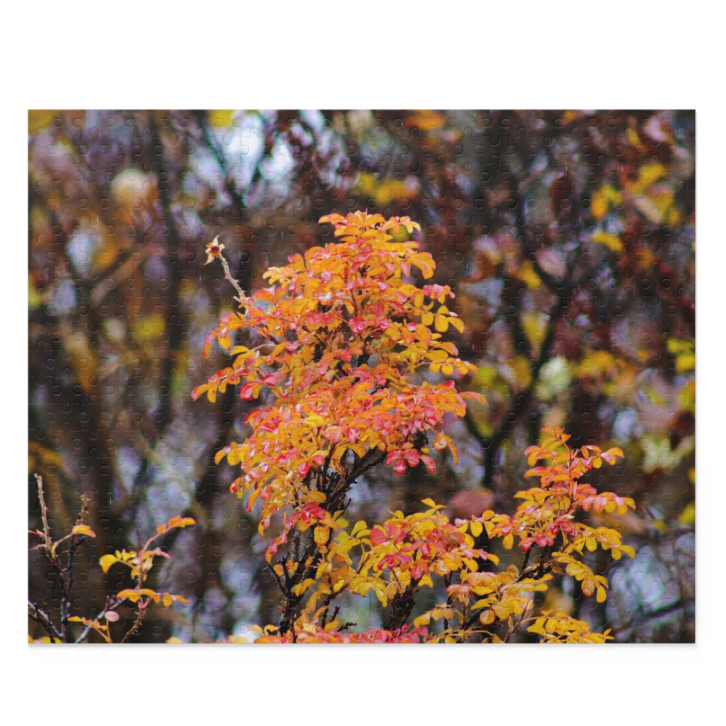 Fall Colors - Puzzle