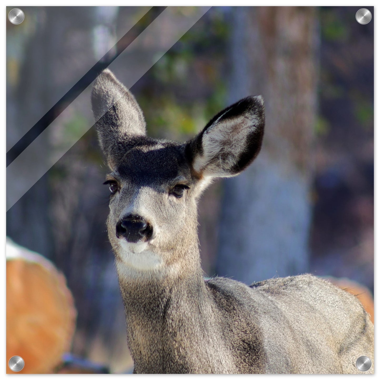 Deer - Acrylic Print