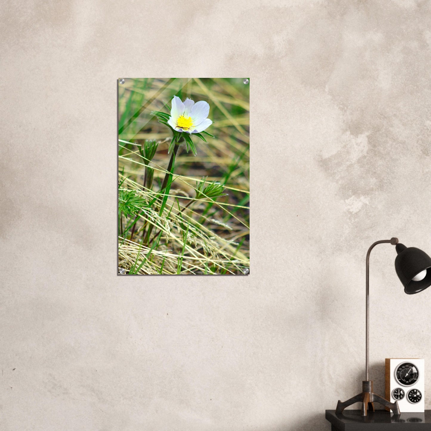 Spider on flower - Acrylic Print