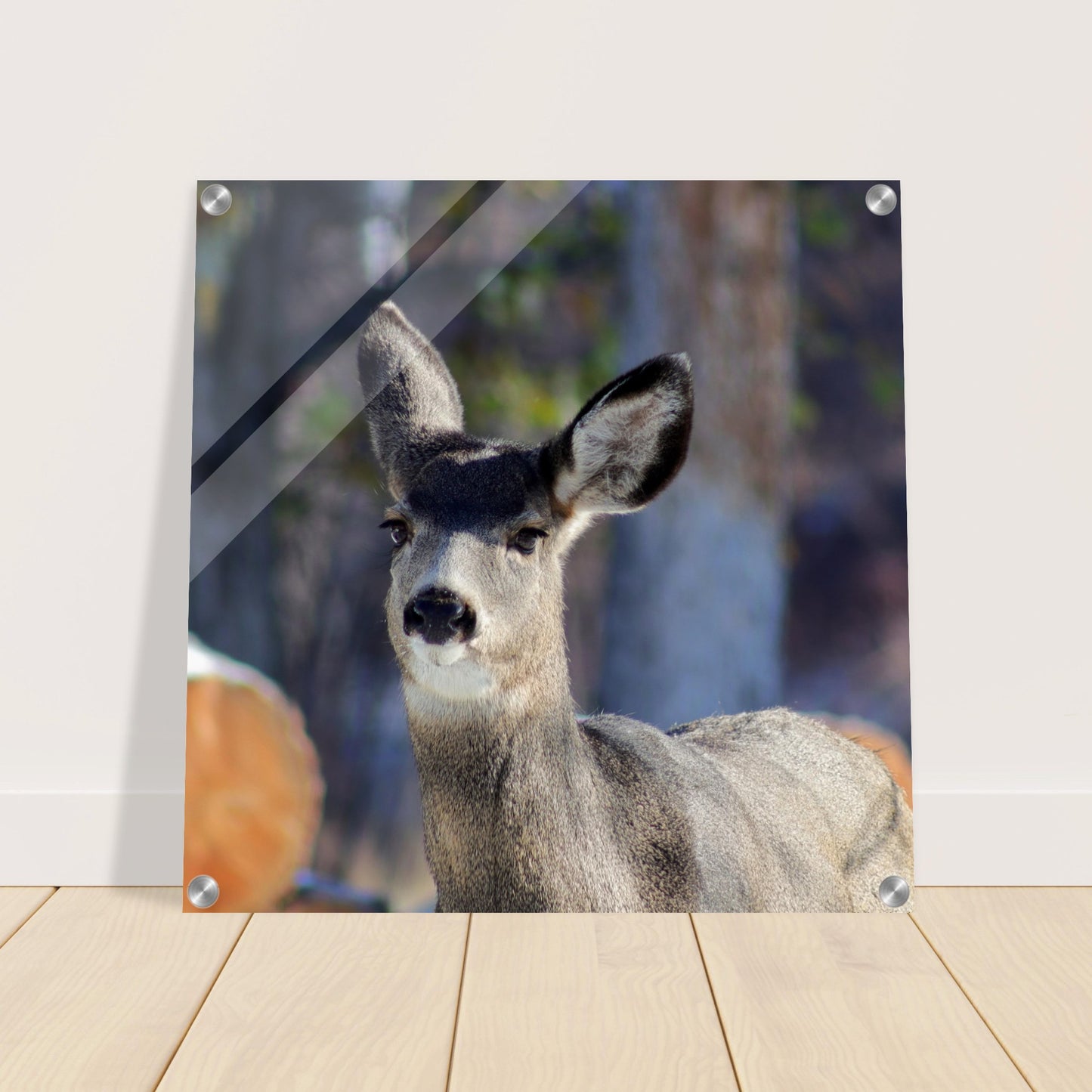 Deer - Acrylic Print