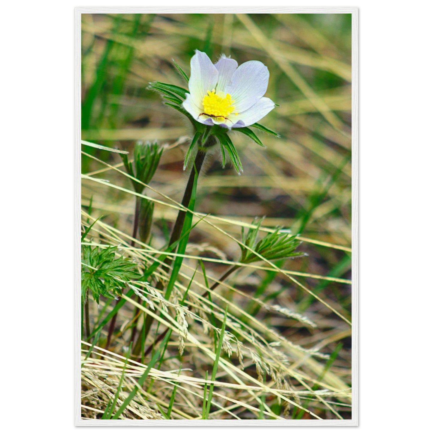 Spider On Flower - Wooden Framed Poster