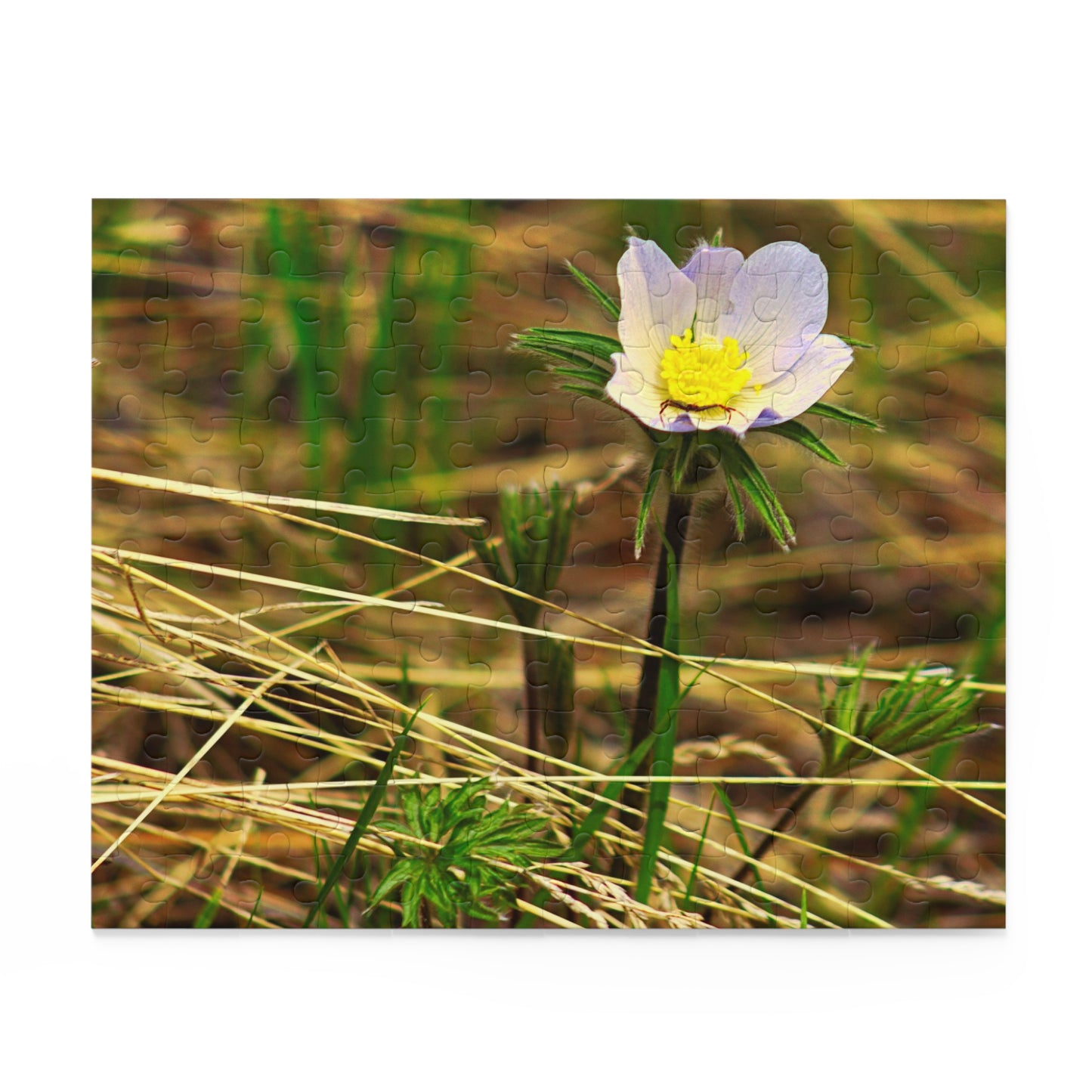 Spider On Flower - Puzzle