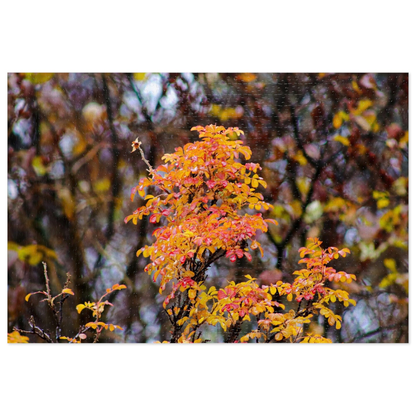 Fall Colors - Puzzle