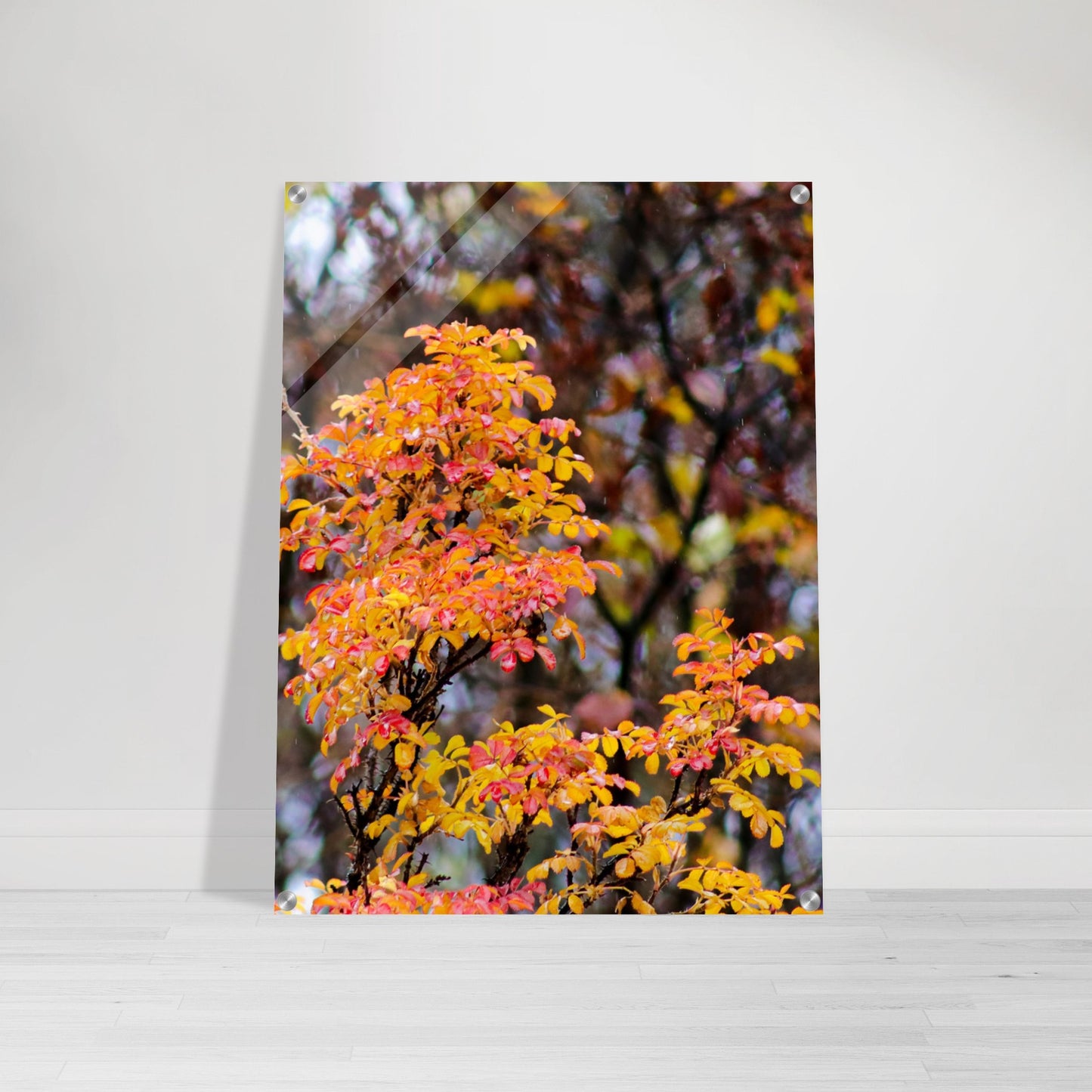 Fall Colors - Acrylic Print