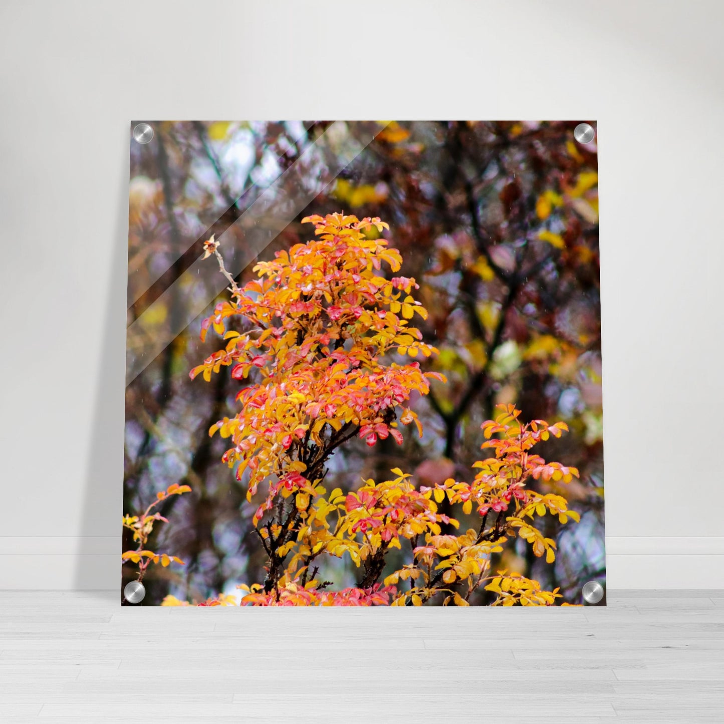 Fall Colors - Acrylic Print