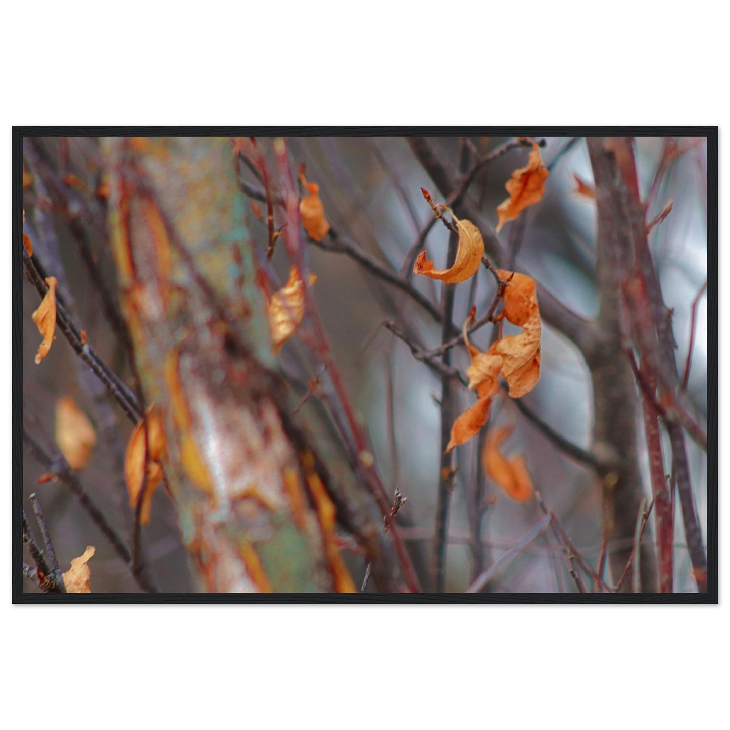 Floating Leaves - Wooden Framed Poster