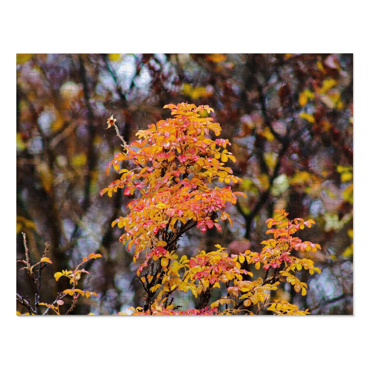 Fall Colors - Puzzle