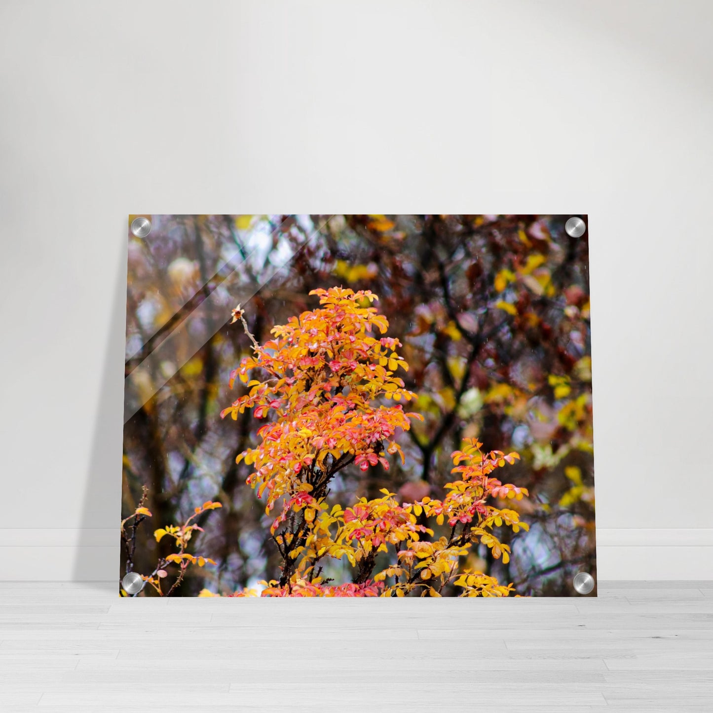 Fall Colors - Acrylic Print