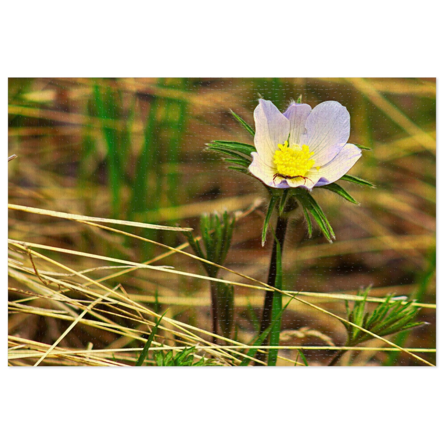 Spider On Flower - Puzzle