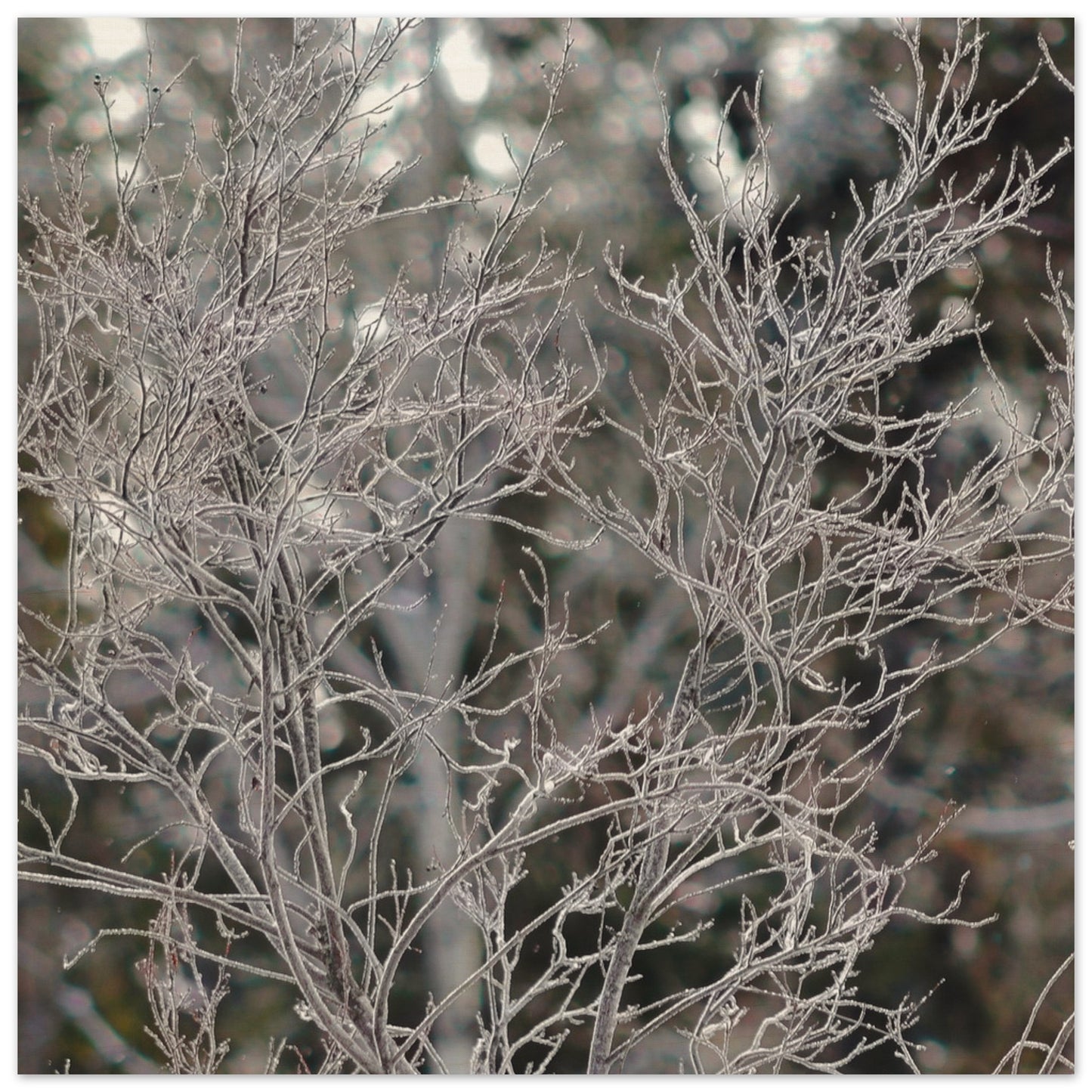 Ethereal Branches - Wood Prints