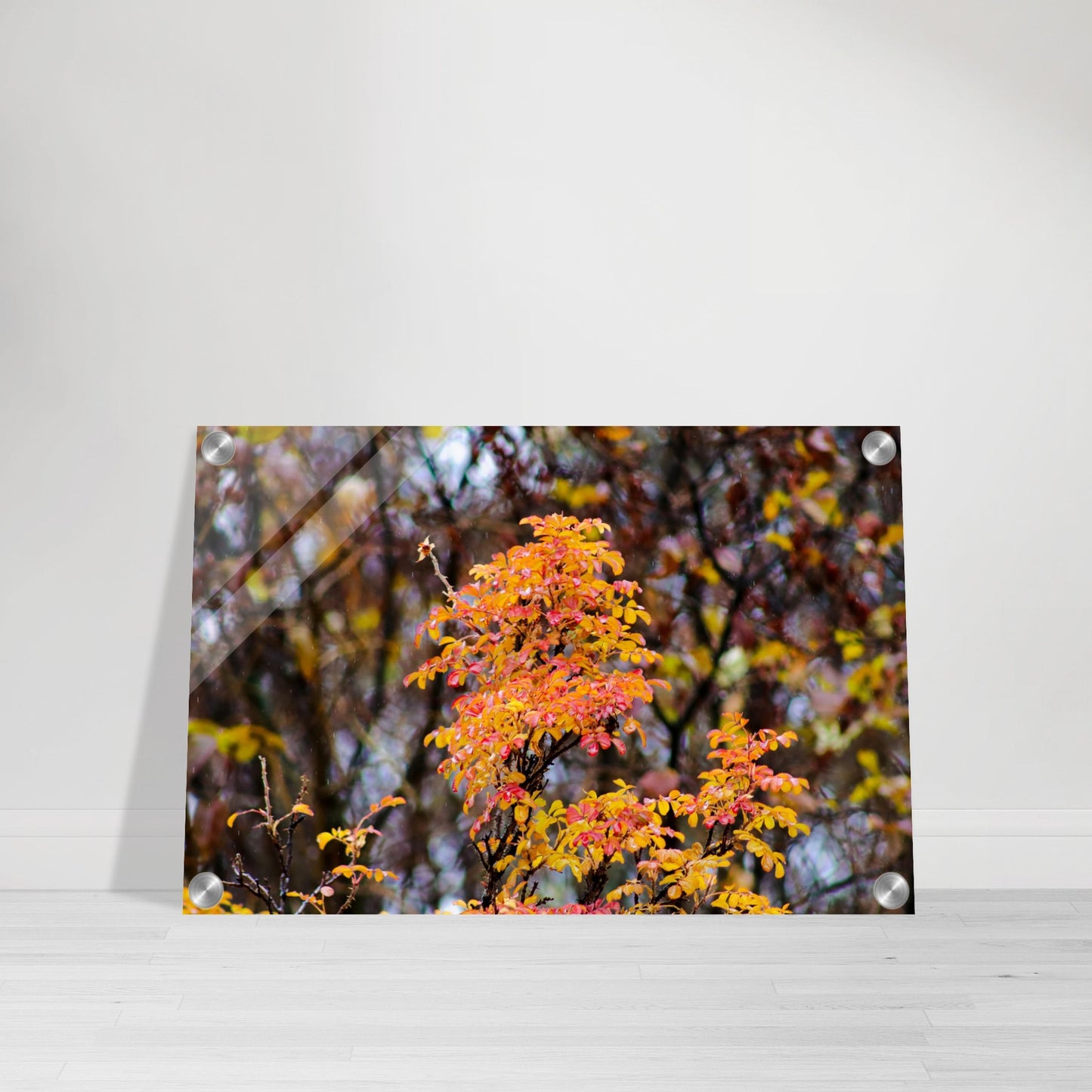 Fall Colors - Acrylic Print