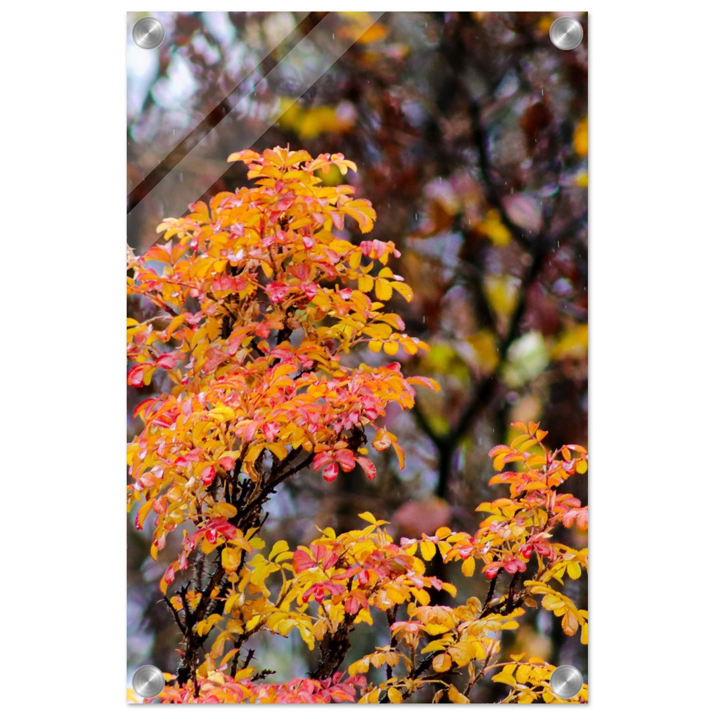 Fall Colors - Acrylic Print