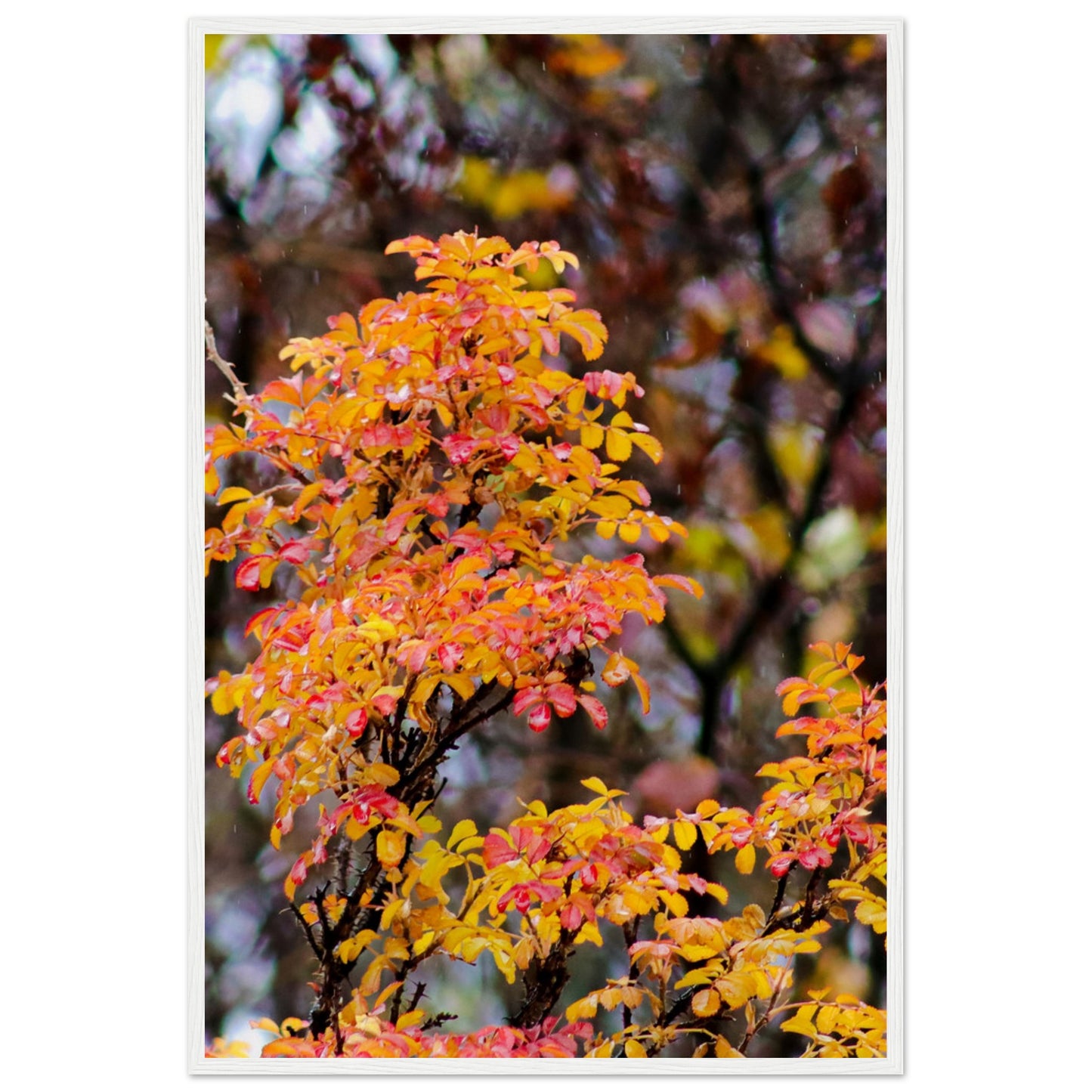 Fall Colors - Wooden Framed Poster