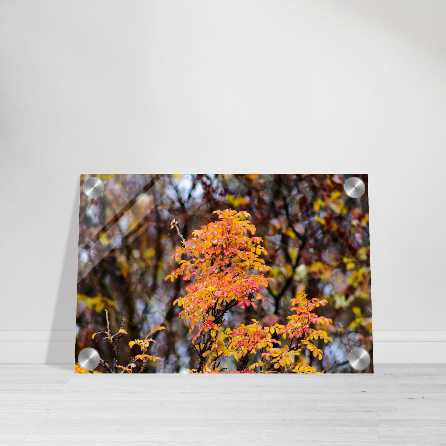 Fall Colors - Acrylic Print