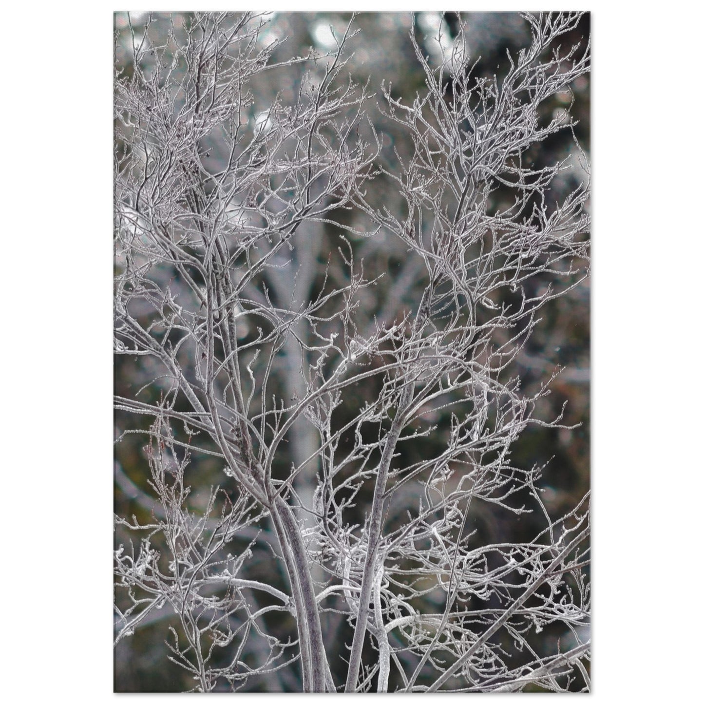 Ethereal Branches - Canvas