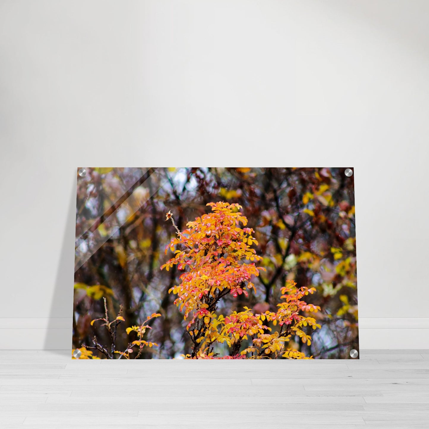 Fall Colors - Acrylic Print