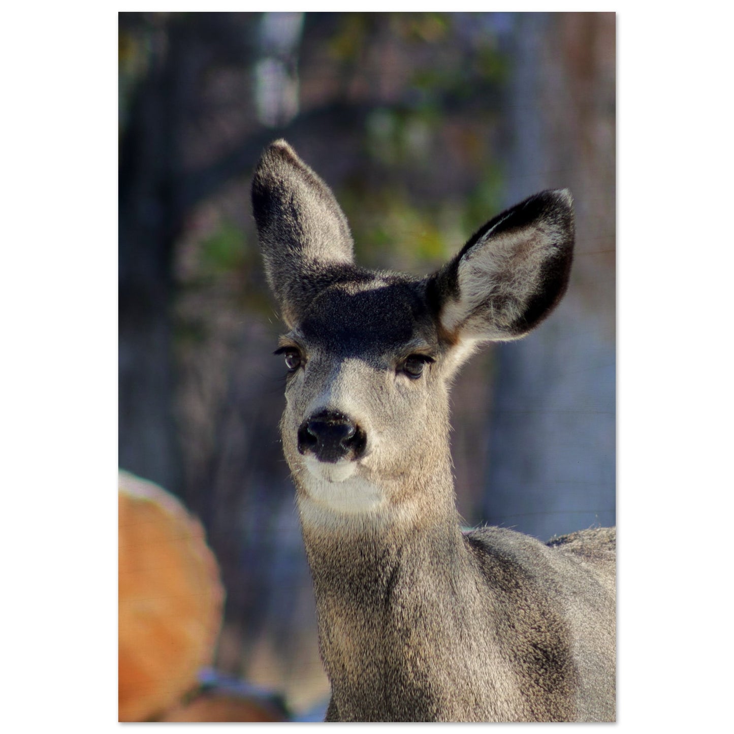 Deer - Wood Prints