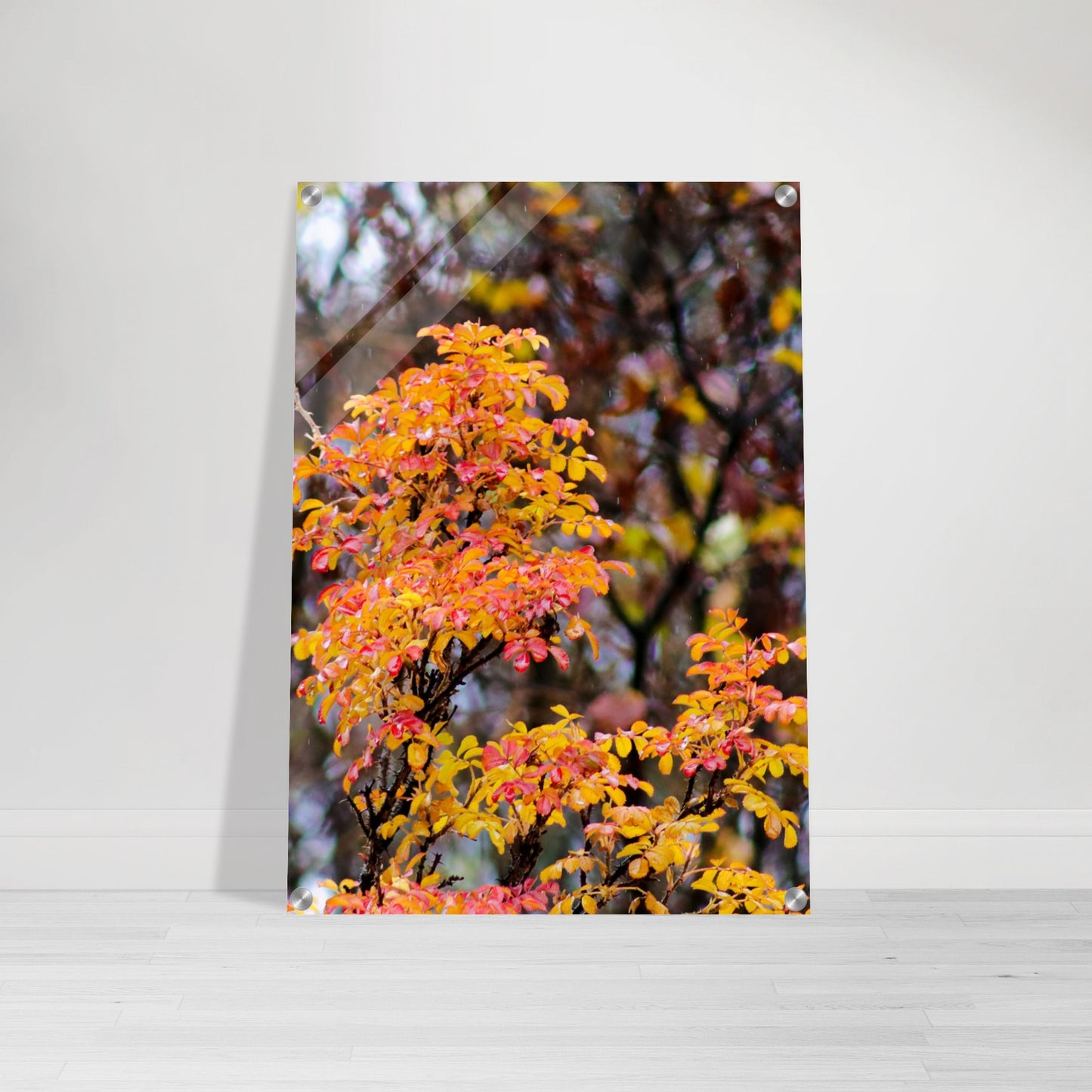 Fall Colors - Acrylic Print