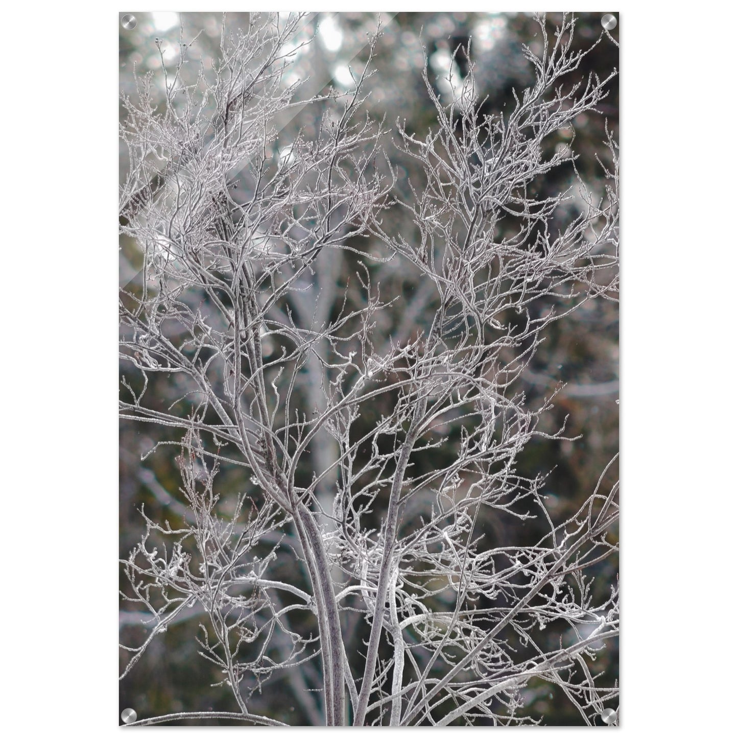 Ethereal Branches - Acrylic Print