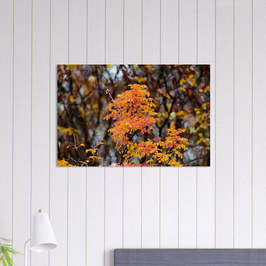 Fall Colors - Wood Prints