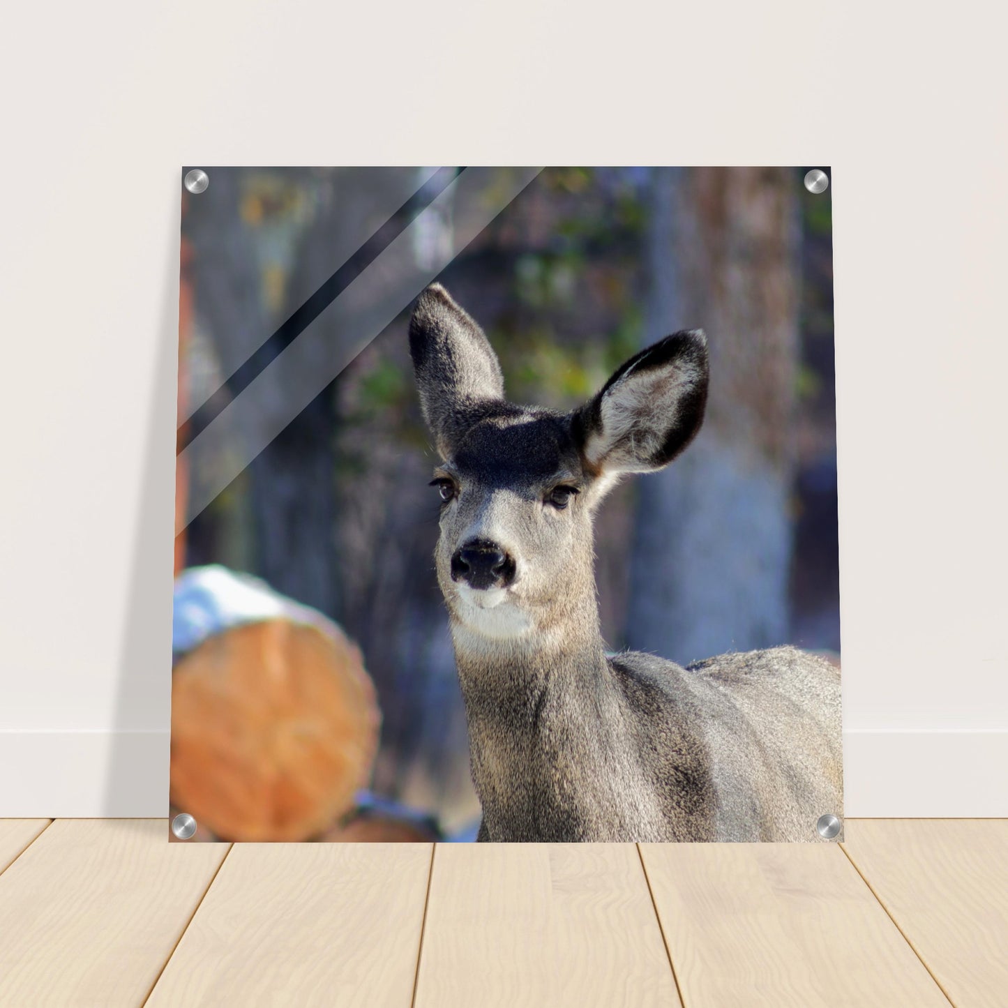 Deer - Acrylic Print