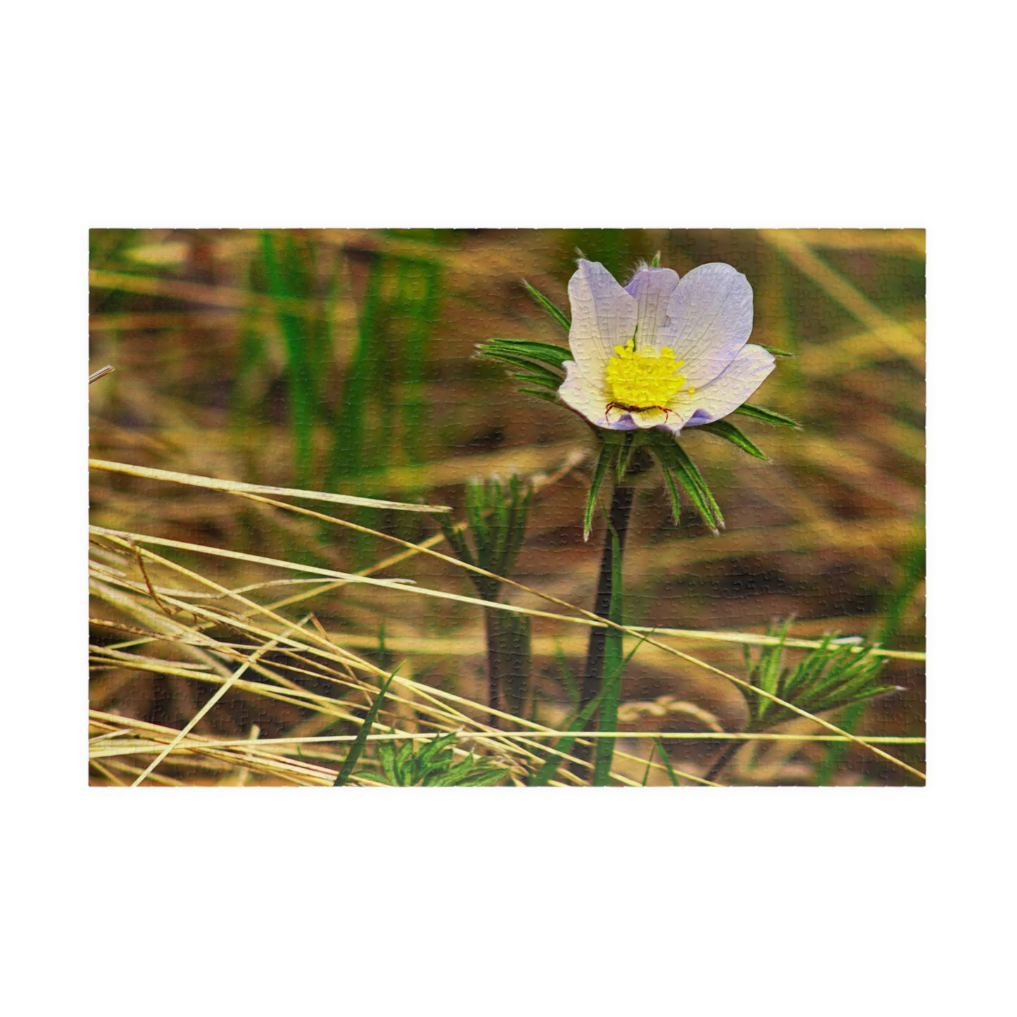 Spider on Flower - Puzzle