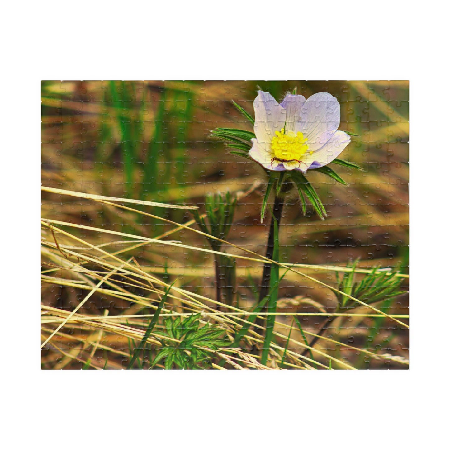 Spider on Flower - Puzzle