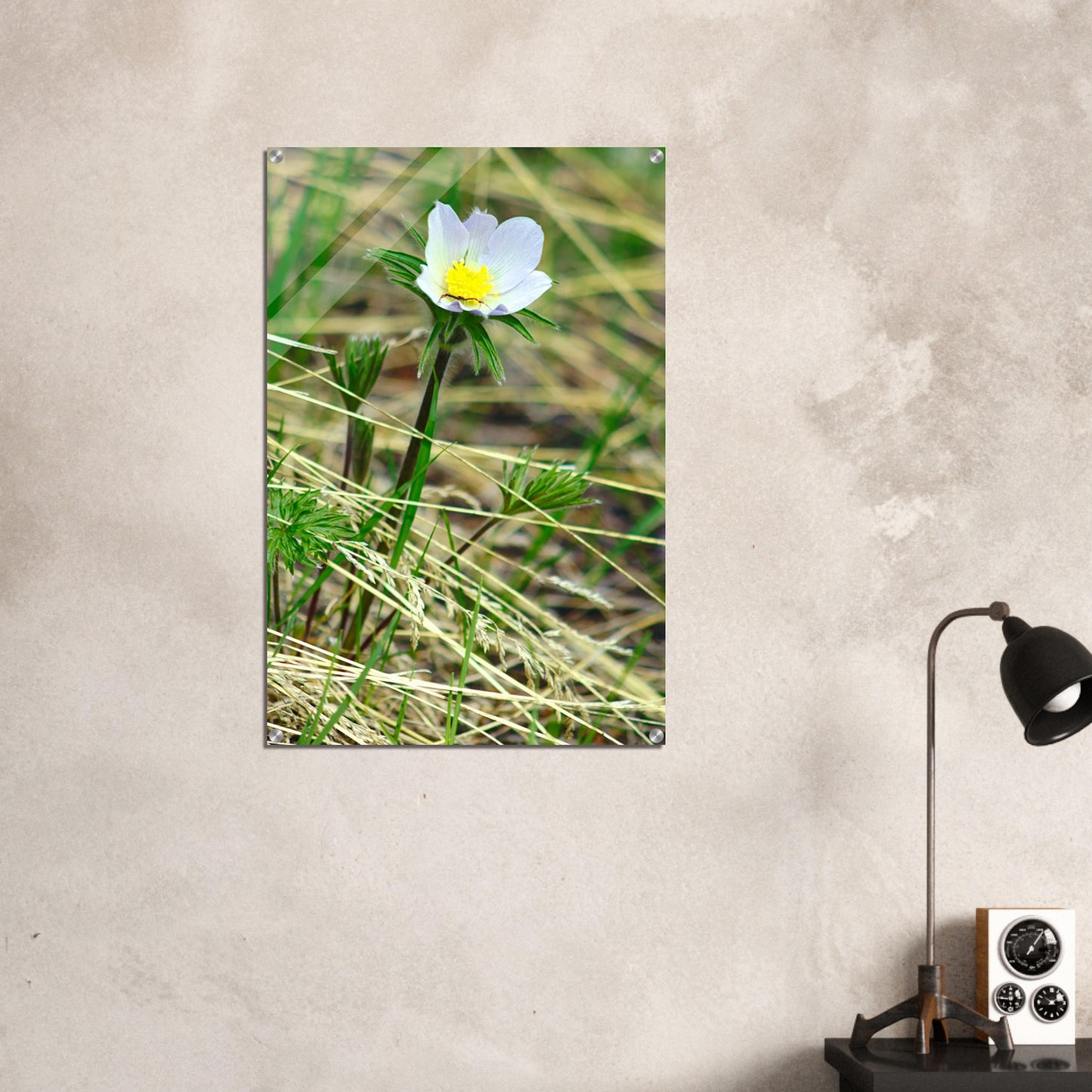 Spider on flower - Acrylic Print