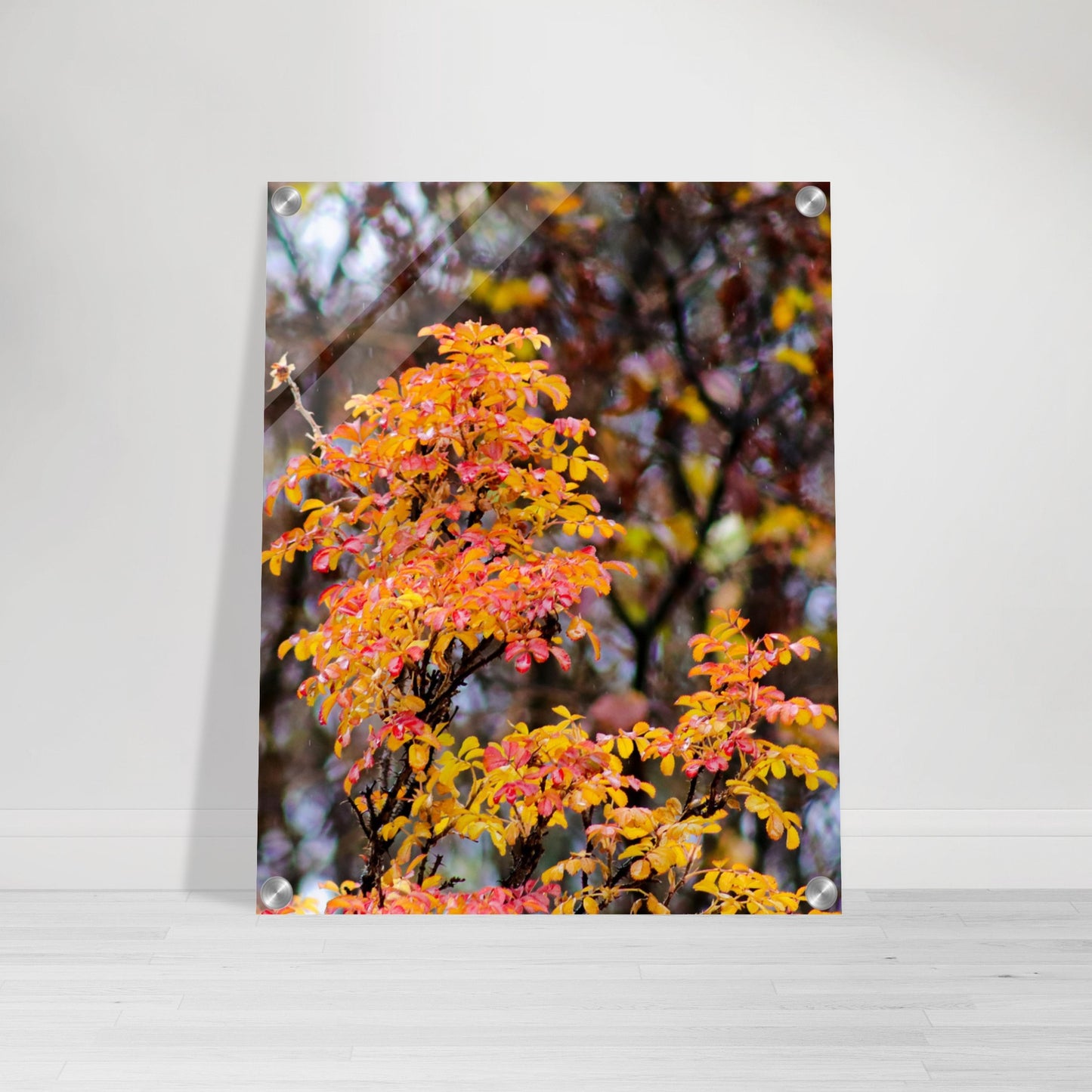 Fall Colors - Acrylic Print