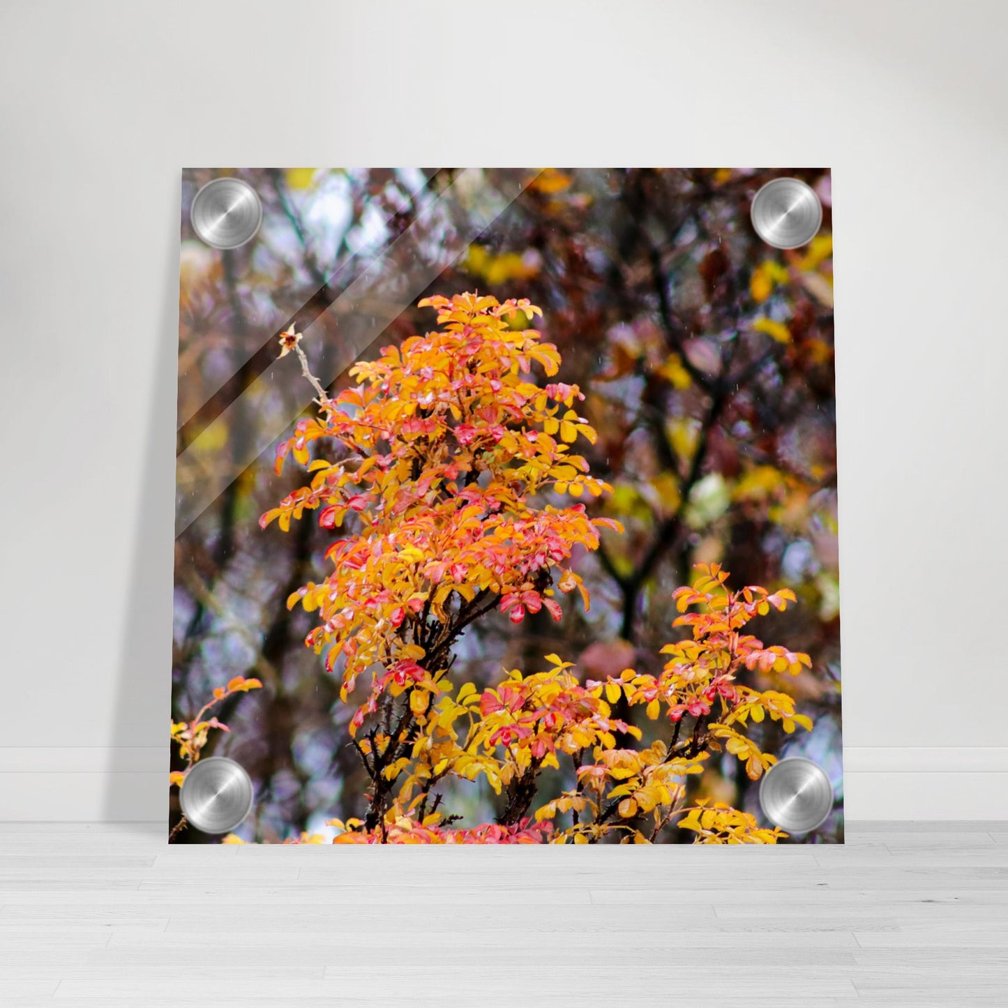 Fall Colors - Acrylic Print