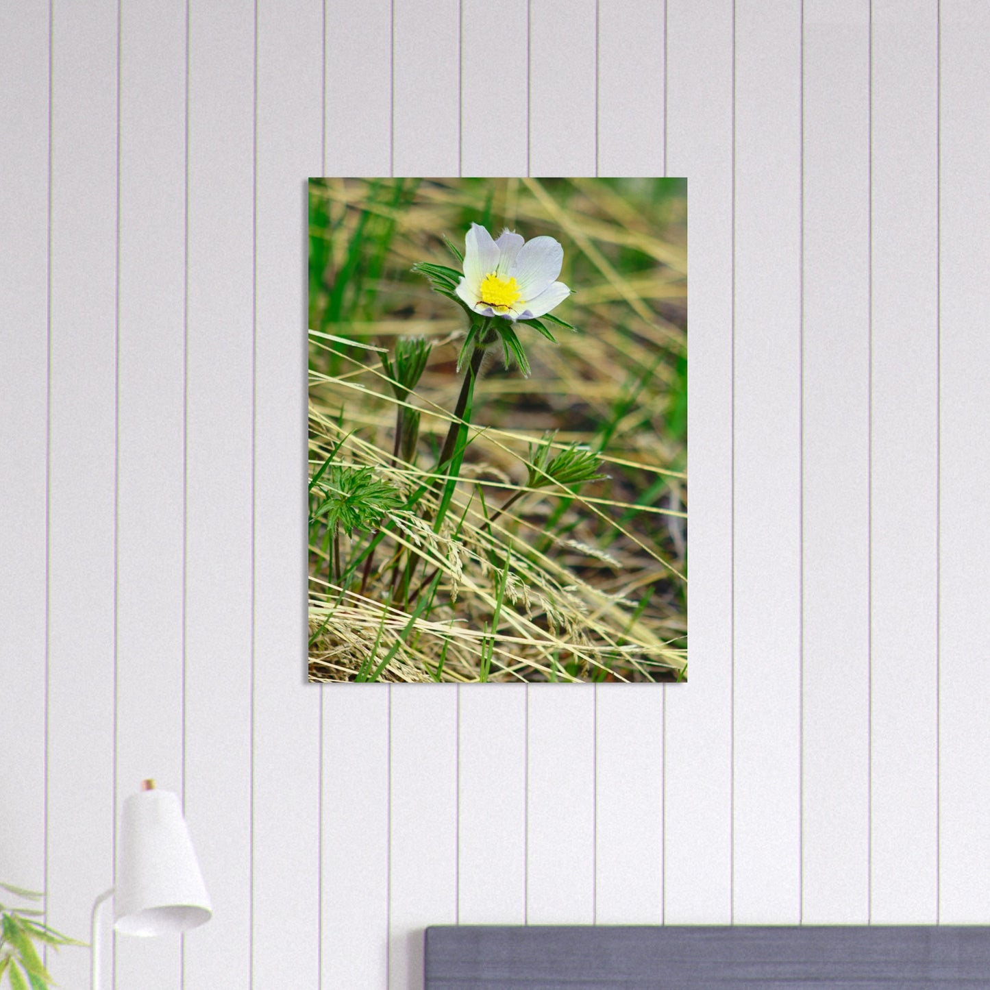 Spider On Flower - Wood Prints