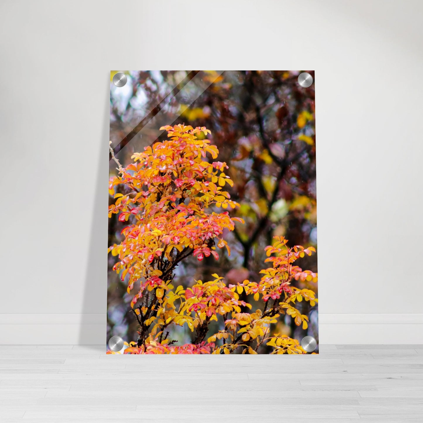 Fall Colors - Acrylic Print