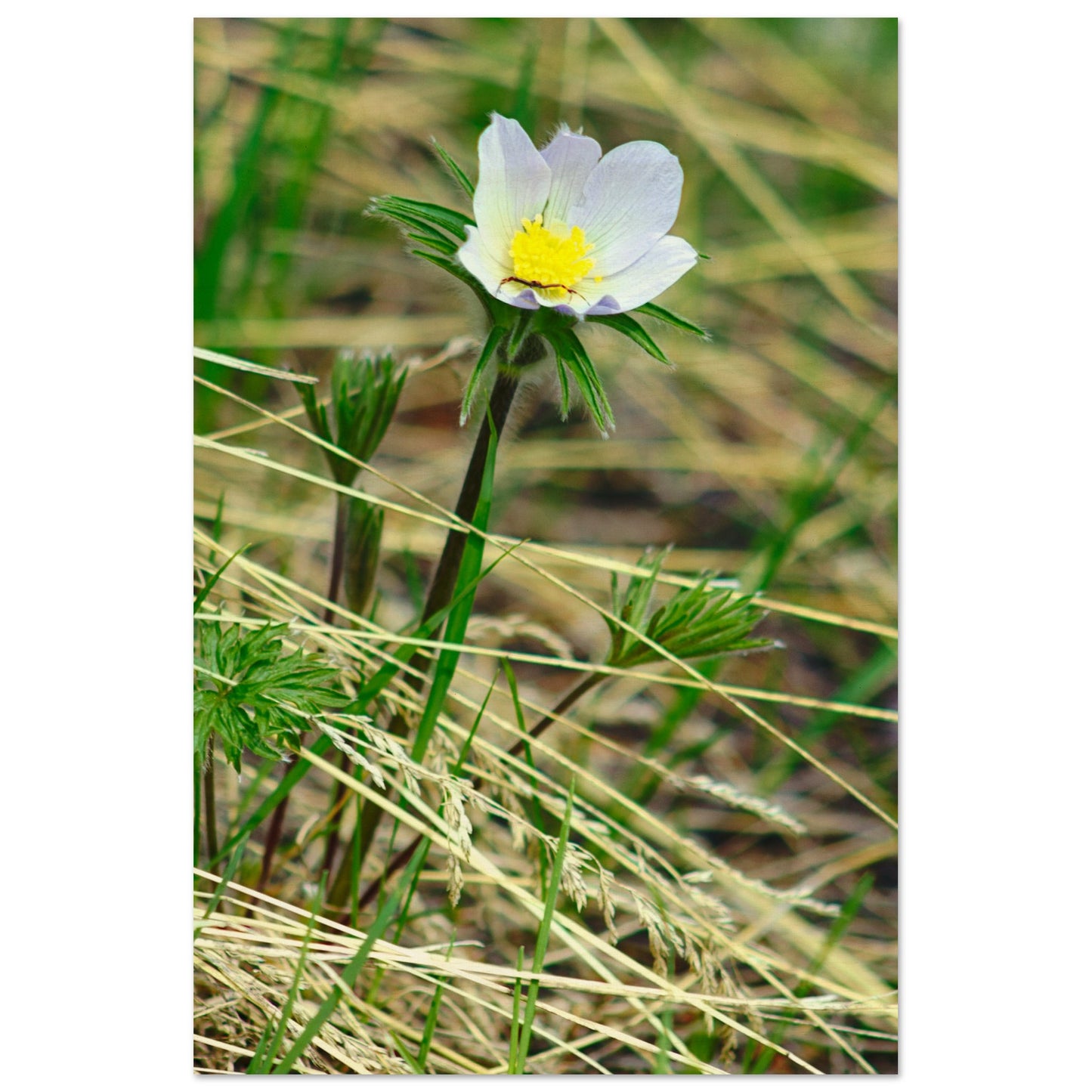 Spider On Flower - Wood Prints