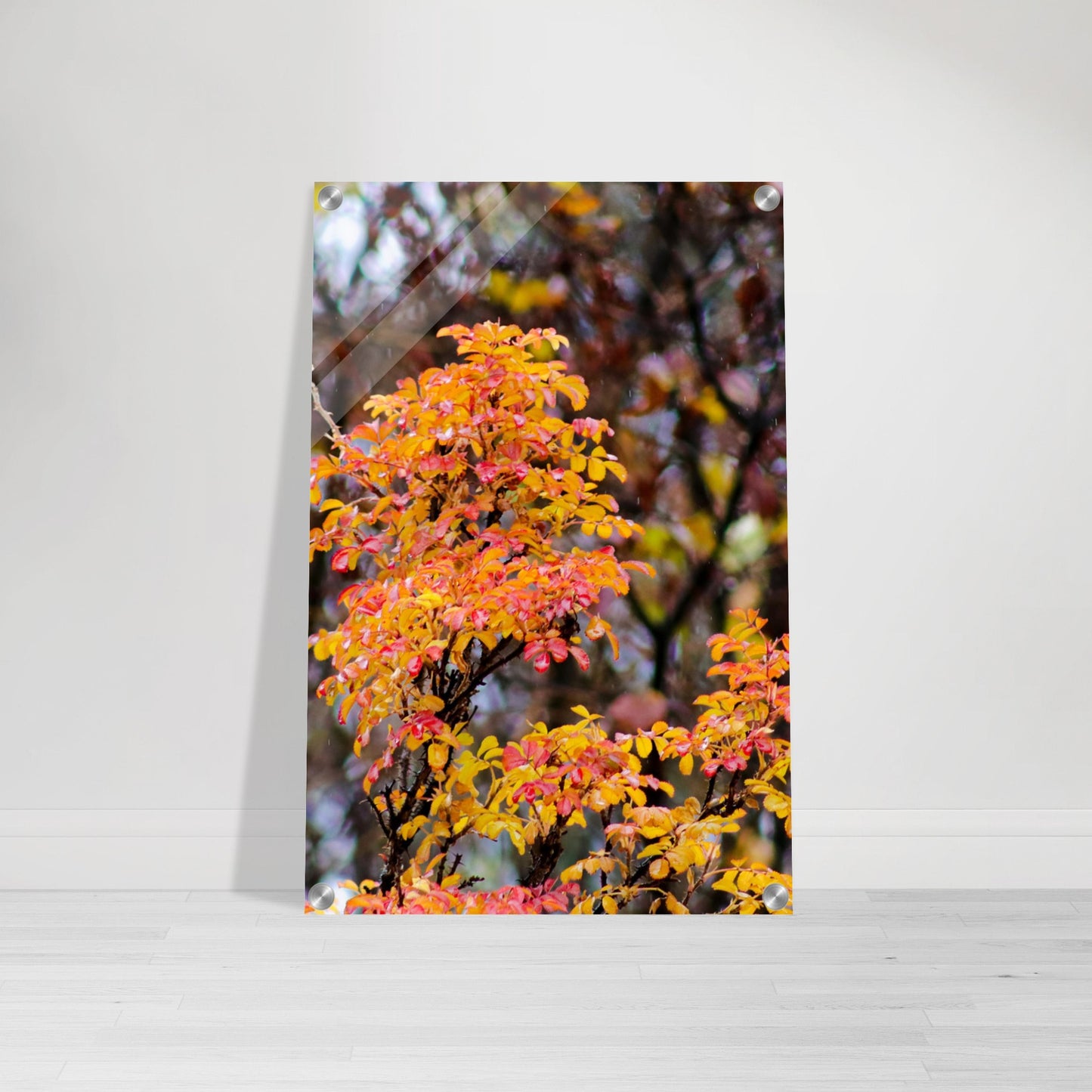 Fall Colors - Acrylic Print