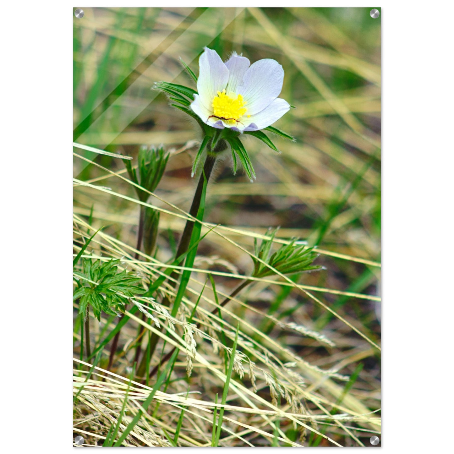 Spider on flower - Acrylic Print