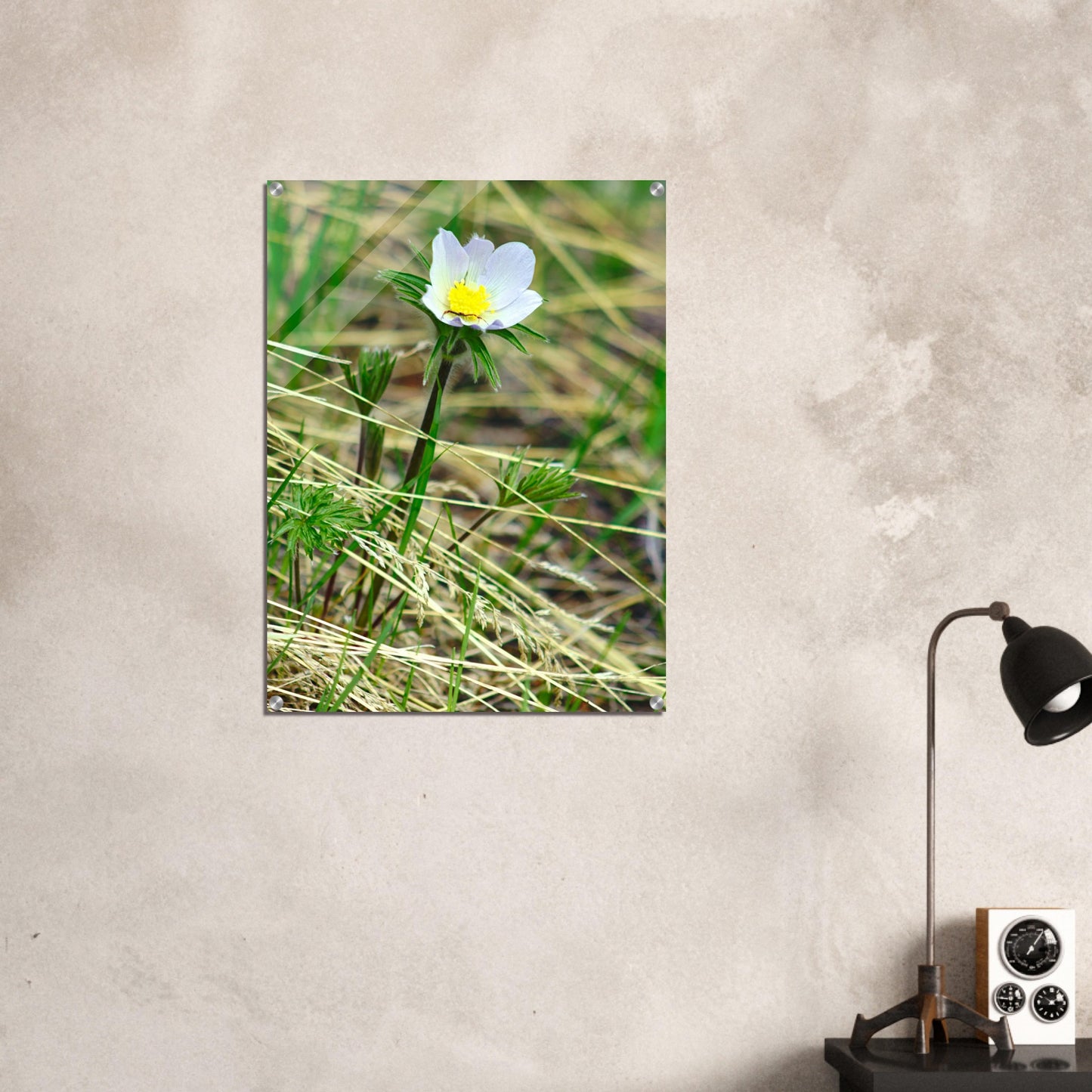 Spider on flower - Acrylic Print