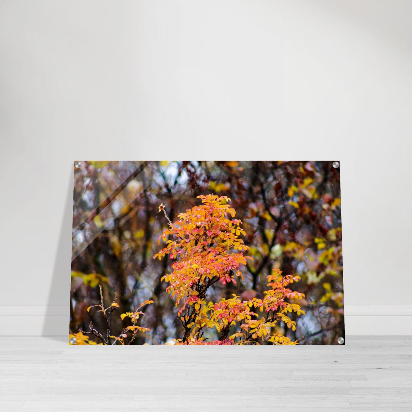 Fall Colors - Acrylic Print