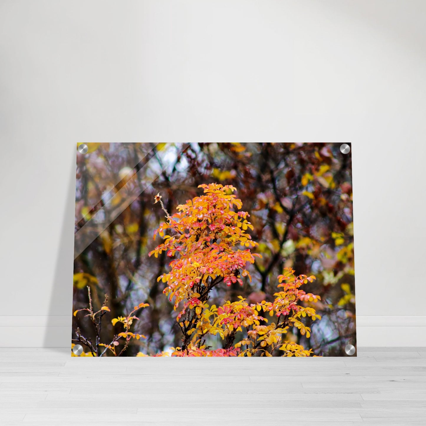 Fall Colors - Acrylic Print